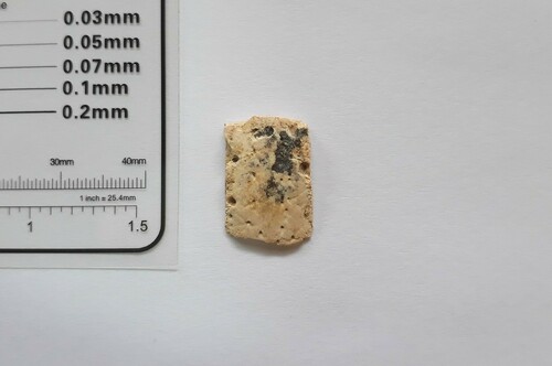 taxonomy_inaturalist image for Dasypodidae