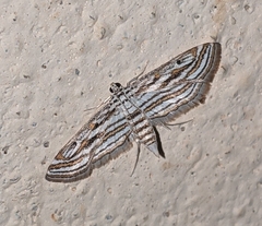 Parapoynx fluctuosalis
