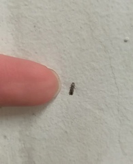 Lepidoptera