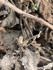 Empusa pennata