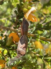 Pentatomidae