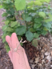 Empusa pennata