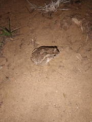Sclerophrys gutturalis