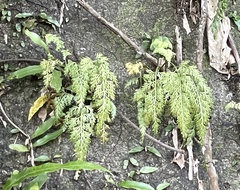Asplenium ritoense
