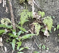 Asplenium ritoense