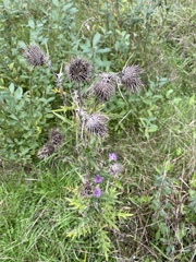 Cirsium vulgare
