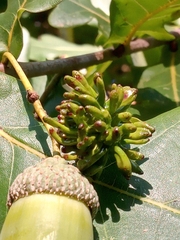 Andricus grossulariae