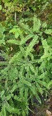 Adiantum aleuticum