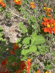 Lantana urticoides