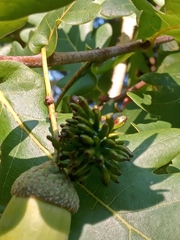 Andricus grossulariae