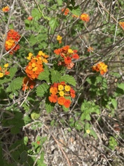 Lantana urticoides