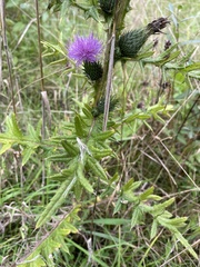Cirsium vulgare