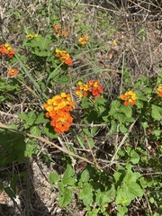 Lantana urticoides