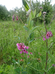 Lathyrus pisiformis