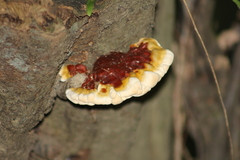 Ganoderma resinaceum