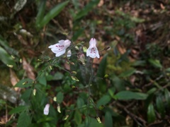Acanthaceae