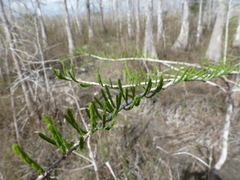Taxodium distichum var. imbricarium image