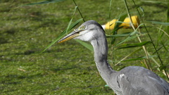 Ardea cinerea