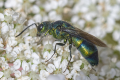 Chrysis ignita
