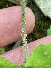 Mitella diphylla