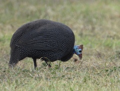 Numida meleagris coronatus