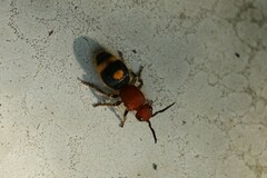 Odontomutilla uranioides