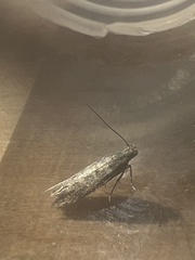 Scrobipalpa ocellatella