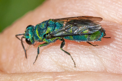 Chrysis cessata