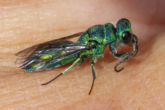Chrysis cessata