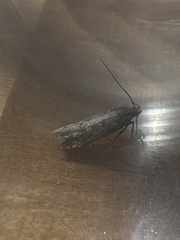 Scrobipalpa ocellatella