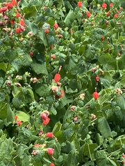 Malvaviscus arboreus