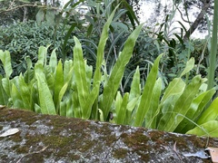 Microsorum punctatum