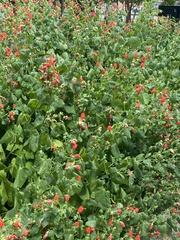 Malvaviscus arboreus