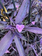 Tradescantia pallida