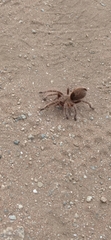 Grammostola rosea