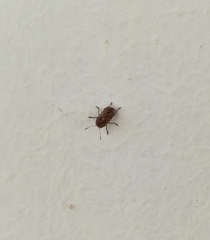 Coleoptera