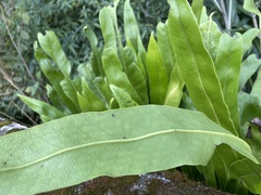 Microsorum punctatum