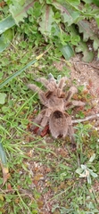 Grammostola rosea