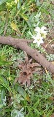 Grammostola rosea