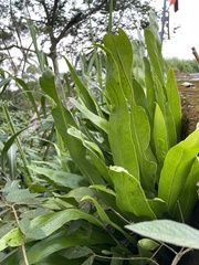 Microsorum punctatum