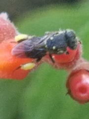 Nannotrigona perilampoides