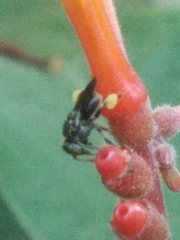 Nannotrigona perilampoides