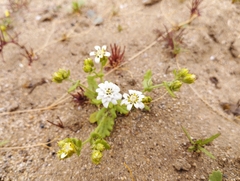 Leucheria tomentosa