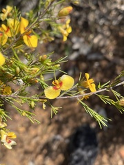 Dillwynia tenuifolia