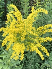 Solidago altissima