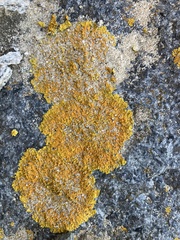 Xanthoria parietina