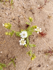 Leucheria tomentosa