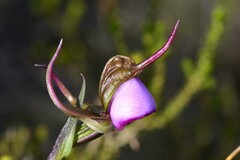 Disperis capensis