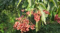 Terminalia paniculata