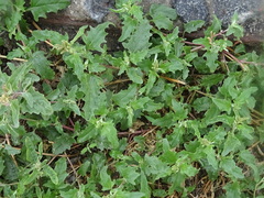 Atriplex tatarica